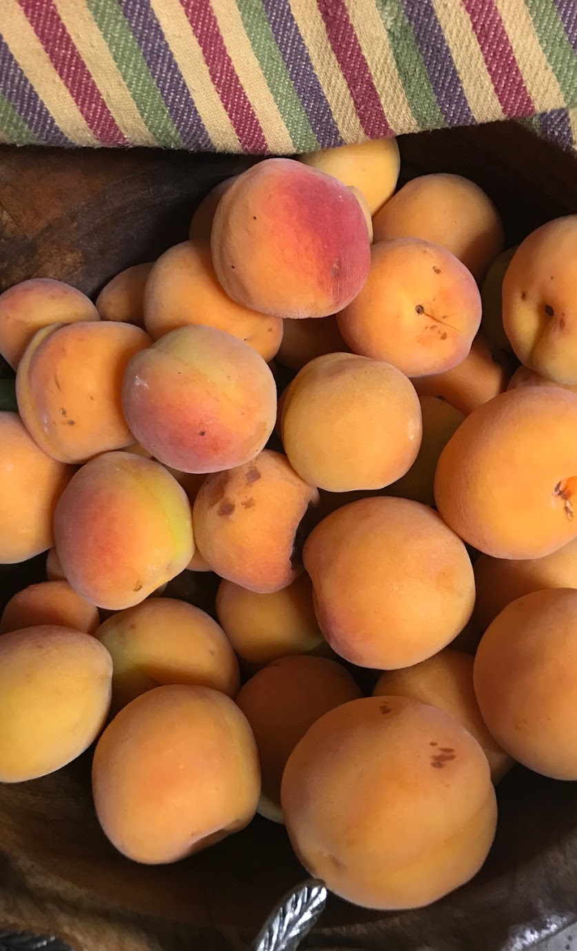 apricots.jpg apricots.jpg