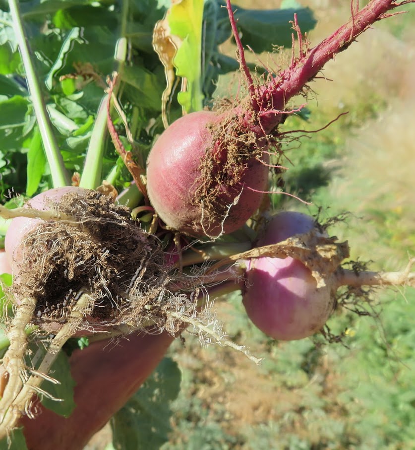 beets.jpg beets.jpg