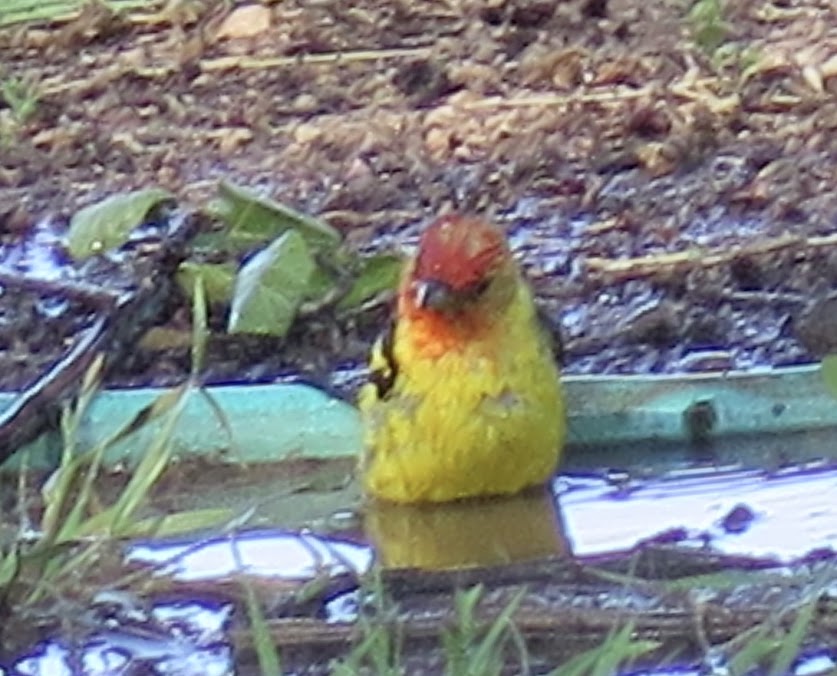 bird-bathing.jpg bird-bathing.jpg