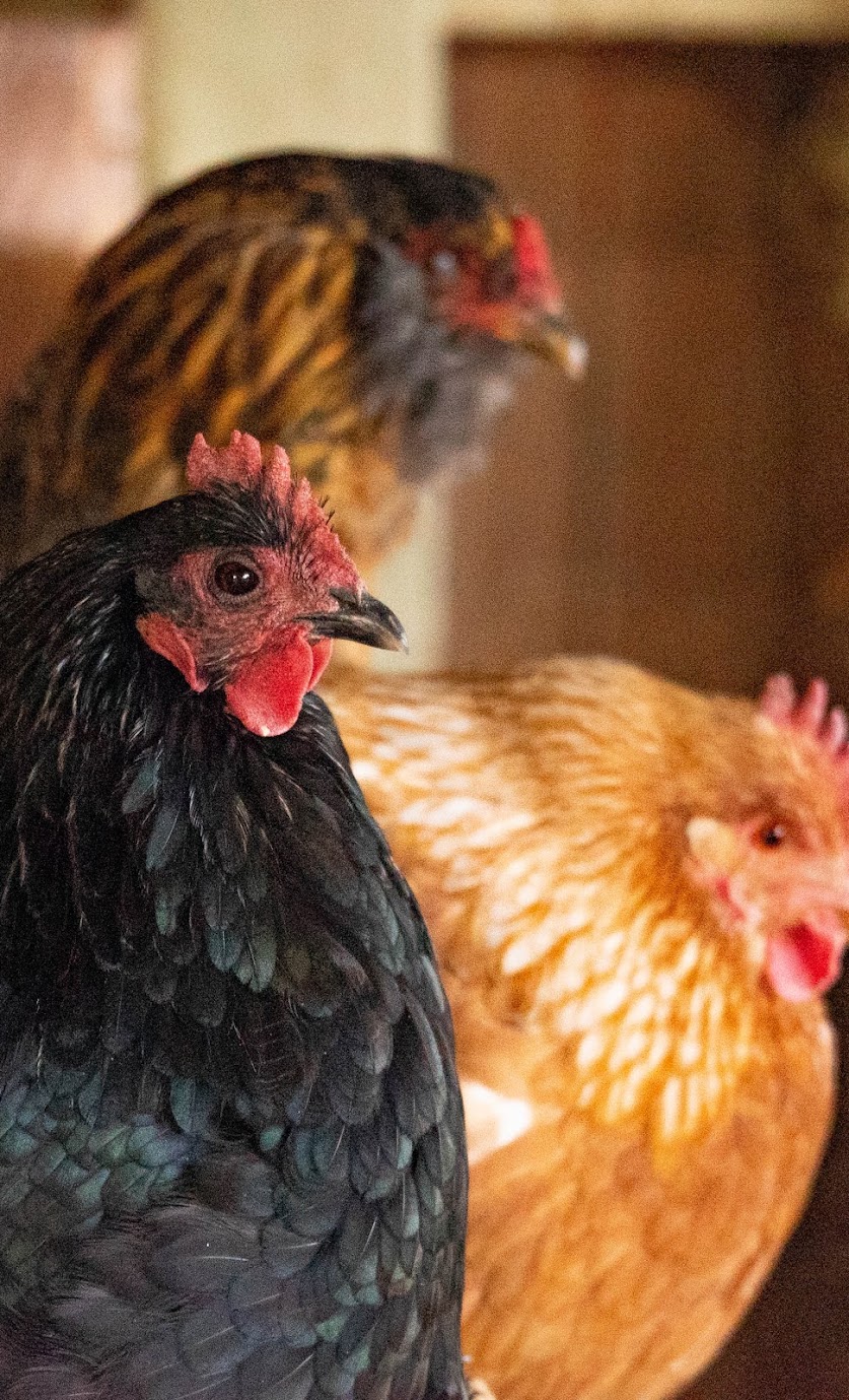 chickens.jpg chickens.jpg