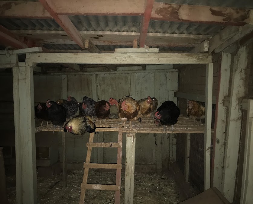 chiocken-roost.jpg chiocken-roost.jpg