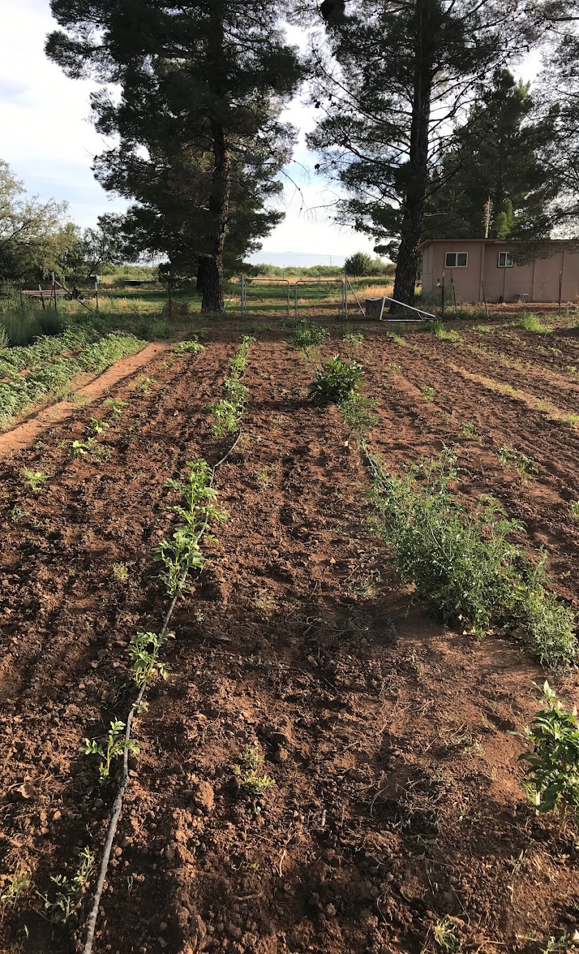 crop-rows2.jpg crop-rows2.jpg
