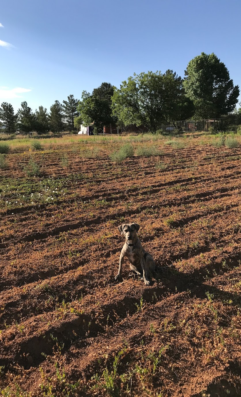 dog-on-the-job.jpg dog-on-the-job.jpg