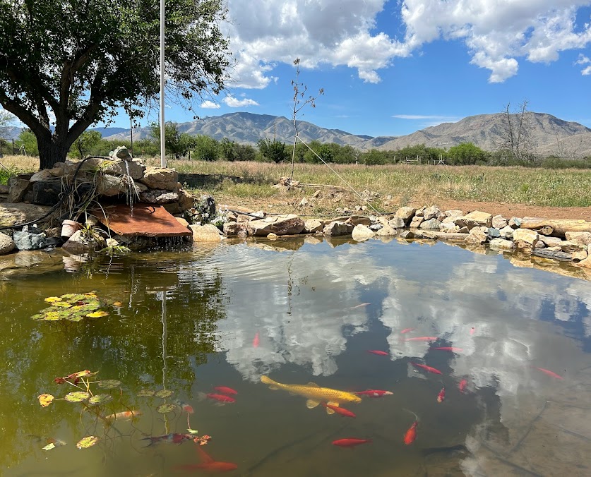 fish-pond.jpg fish-pond.jpg