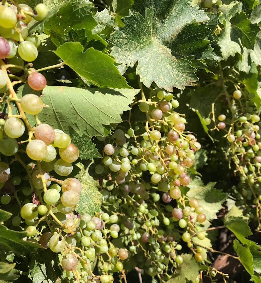 grapes.jpg grapes.jpg