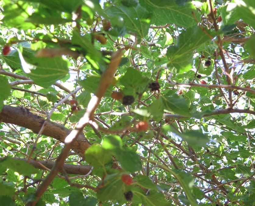 mulberries.jpg mulberries.jpg
