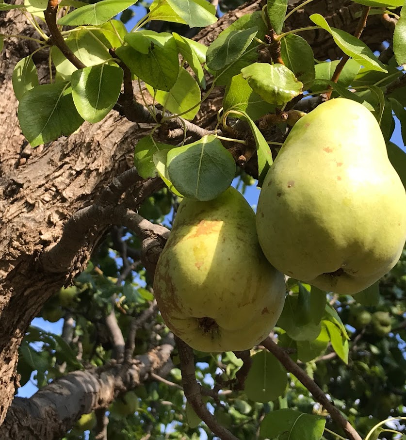 pears.jpg pears.jpg
