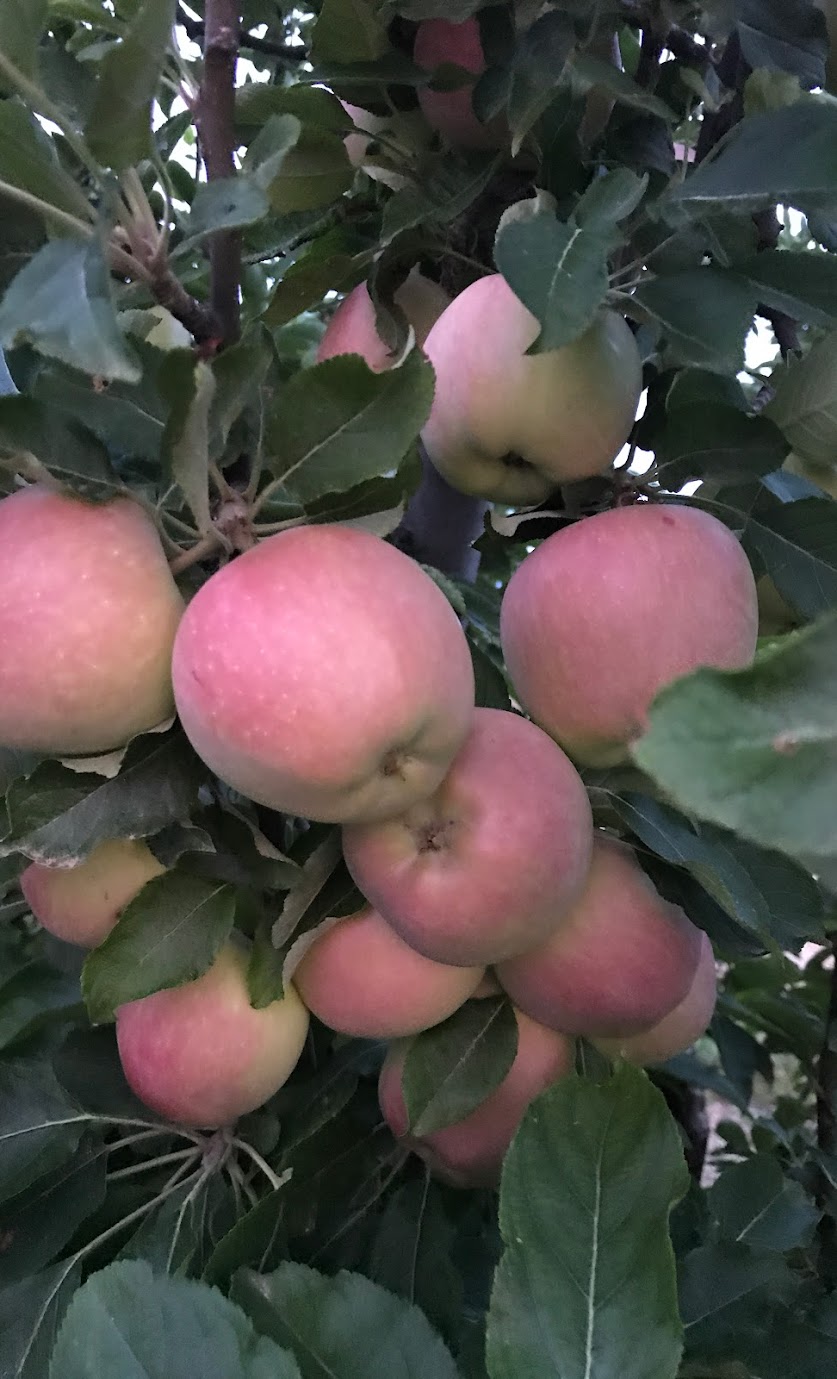 redskin-apples.jpg redskin-apples.jpg