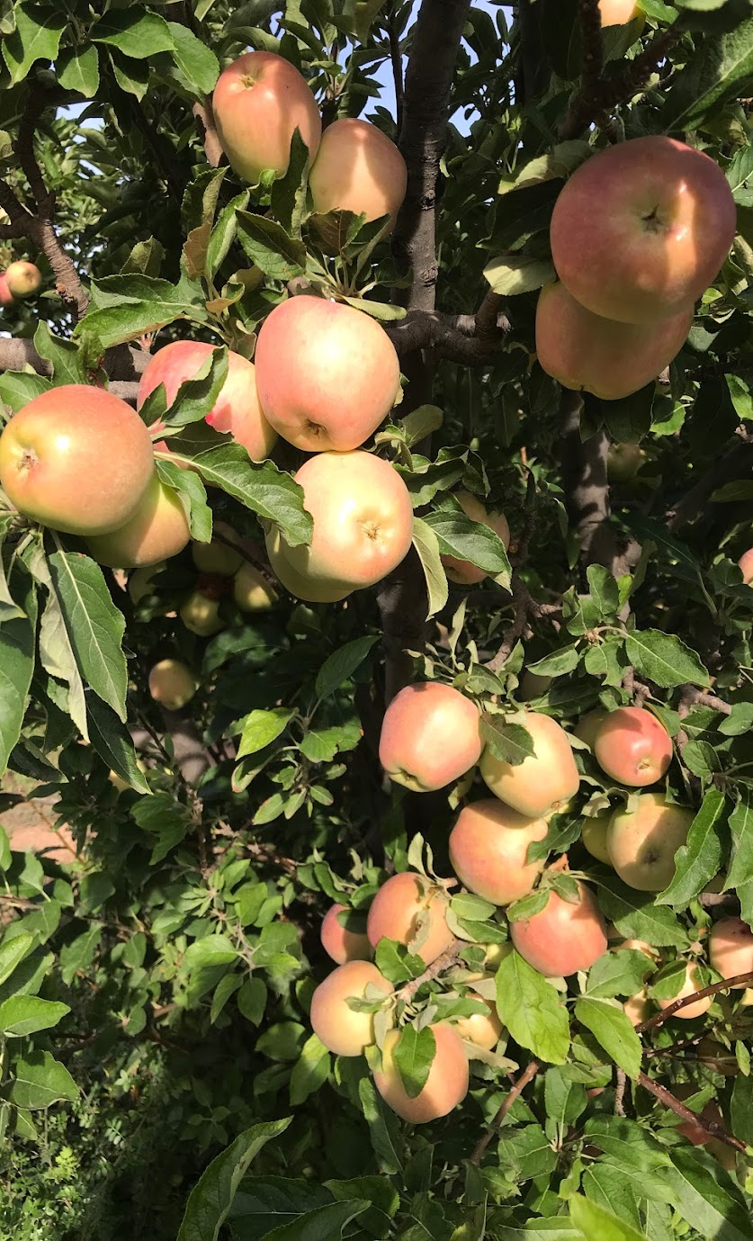 redskin-apples2.jpg redskin-apples2.jpg