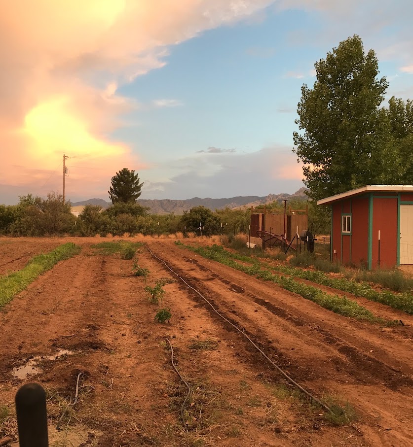 redsky-crop-rows.jpg redsky-crop-rows.jpg